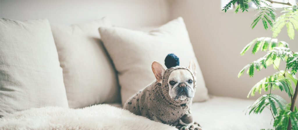 フレブルニット帽 再販のお知らせ | GRACIA DOGGO